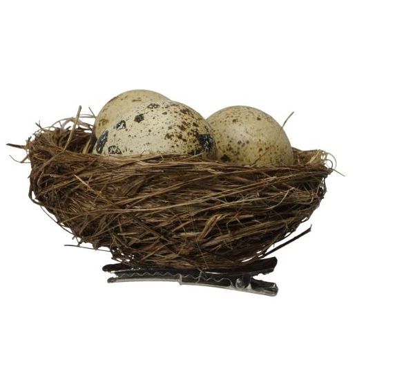 Vogelnest mit Eier